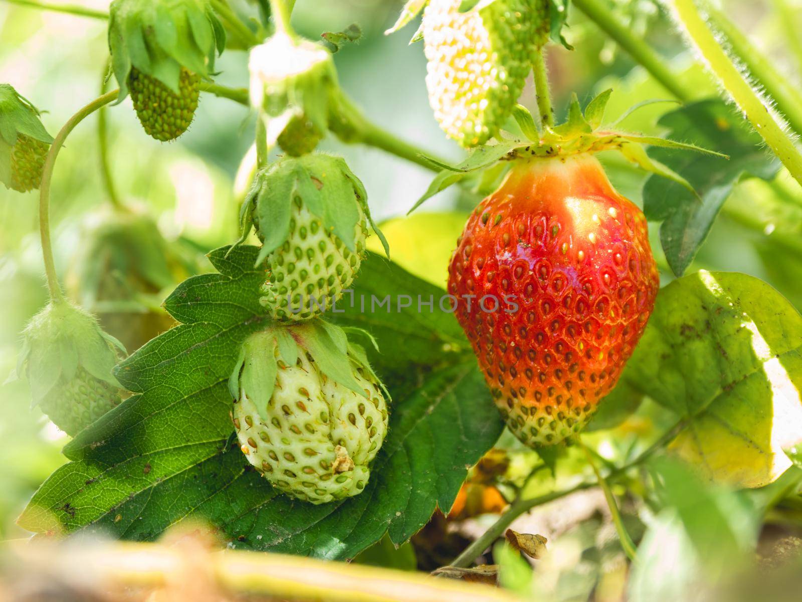 Red and green strawberries under leaves. Sunny day in garden with growing berries. Agriculture.