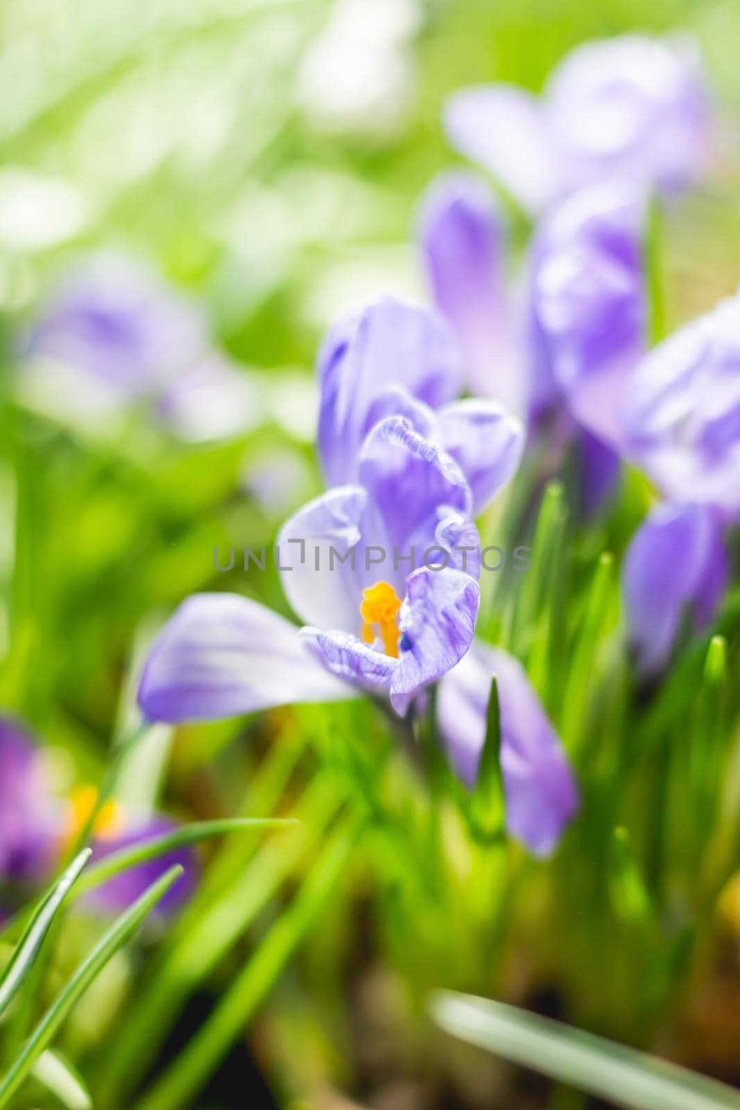 Purple crocus flowers makes the way through fallen leaves. Natural spring background.