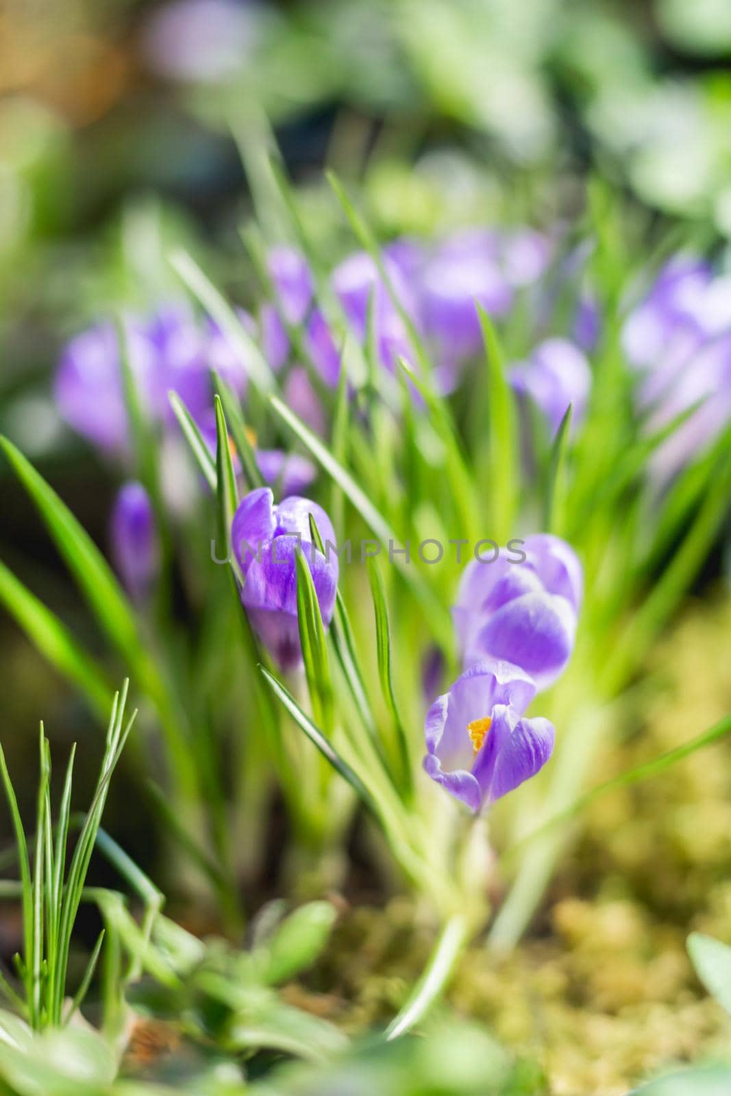 Purple crocus flowers makes the way through fallen leaves. Natural spring background. by aksenovko