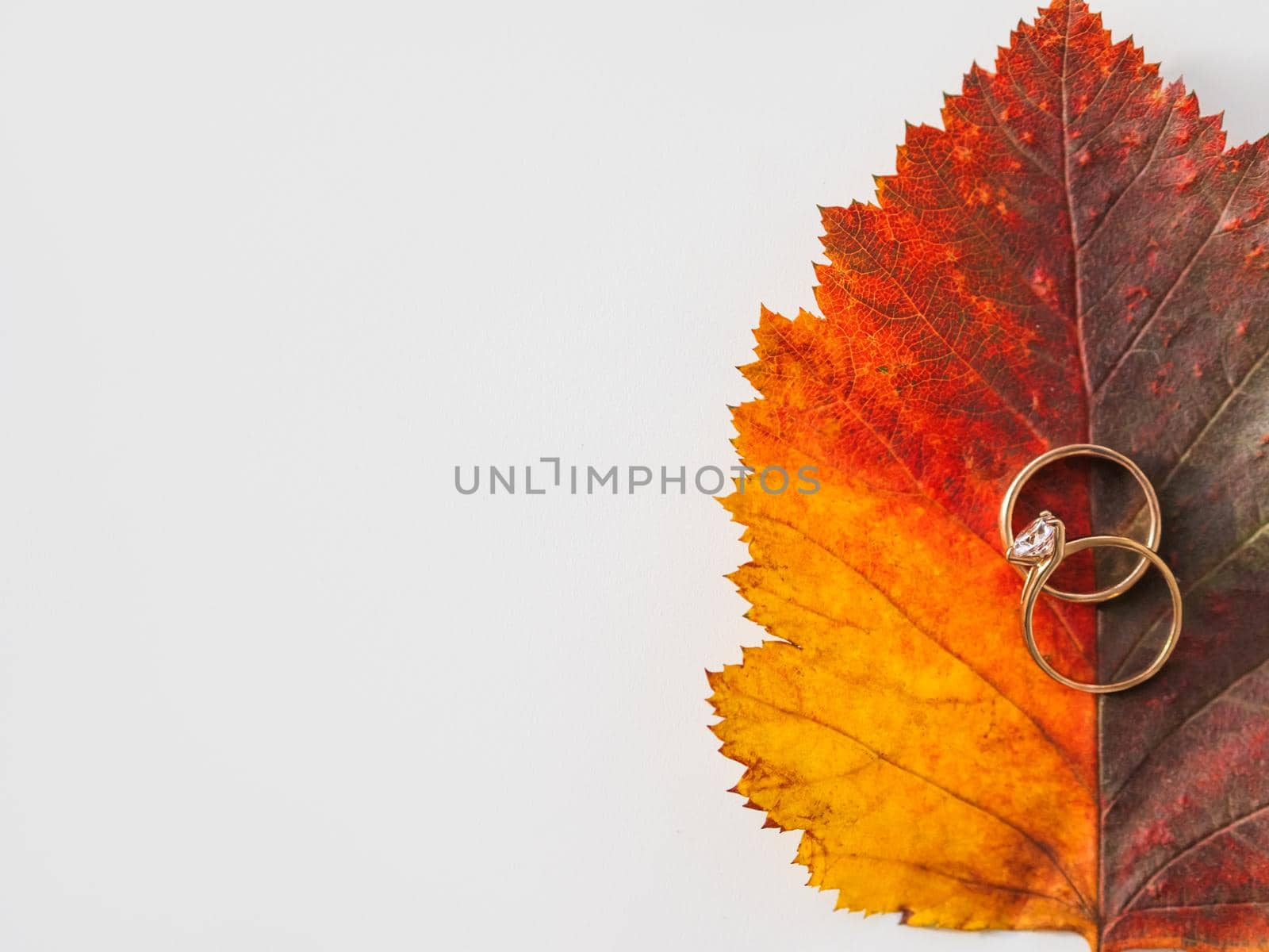 Bright red fallen leaf with pair of wedding rings. Engagement ring with diamond on colorful autumn leaf. White background with light and shadow.