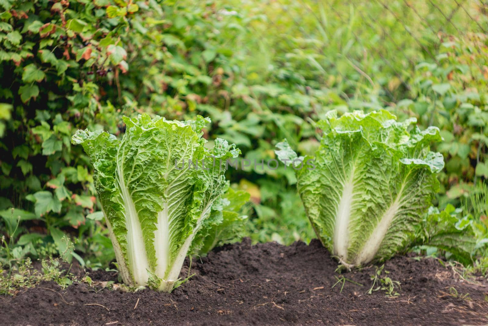 Salad in open ground. Green fresh leaves of edible plant. Gardening at spring and summer. Growing organic food.