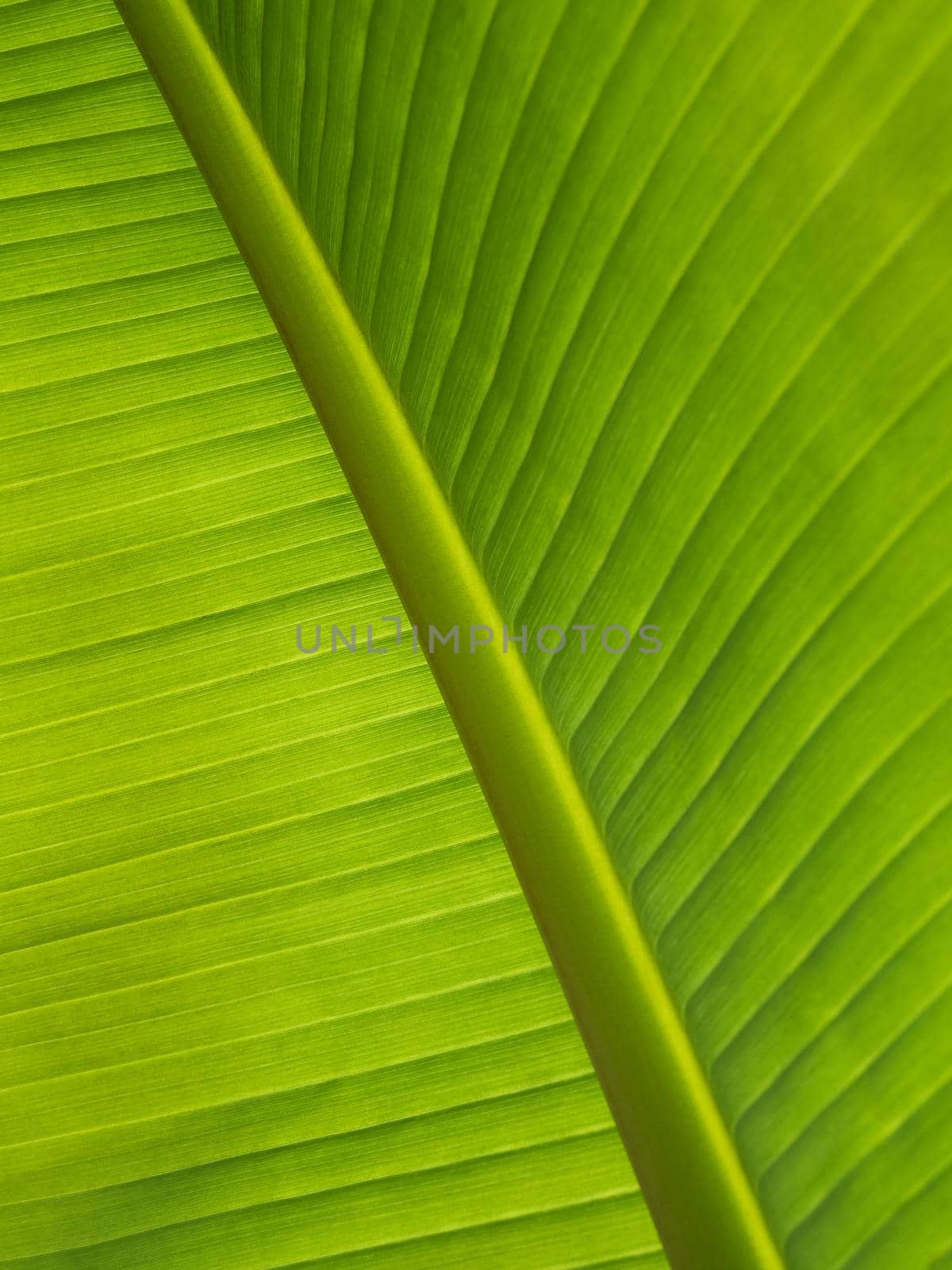 Texture of green leaf against the light. Abstract natural background.