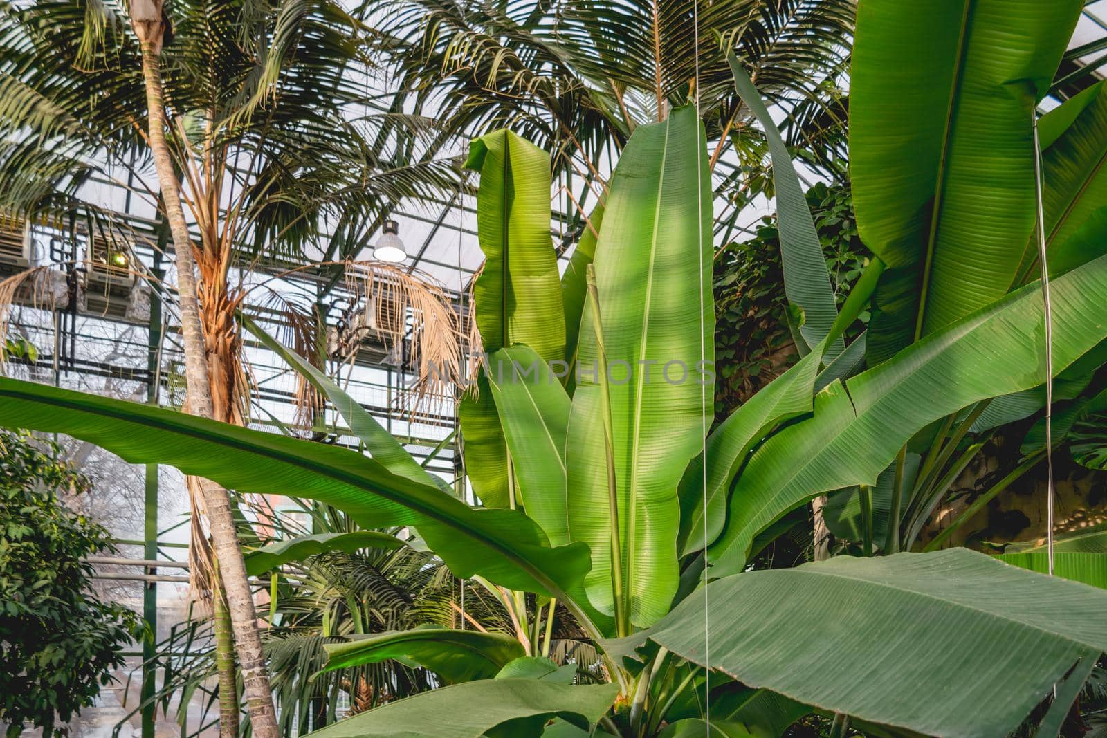 Bananas and palm trees grow in a greenhouse with tropical plants. Gardening all year round. by aksenovko