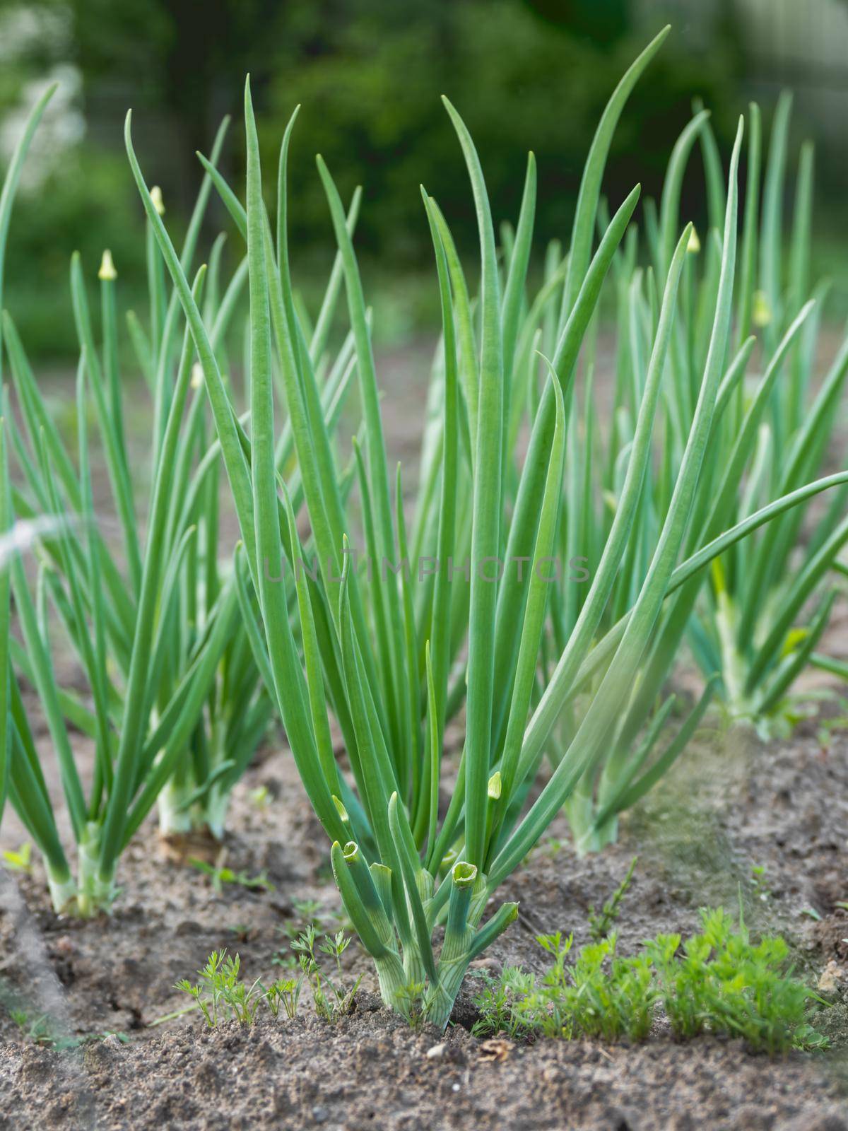 Onion in open ground. Green fresh leaves of edible plant. Gardening at spring and summer. Growing organic food. by aksenovko