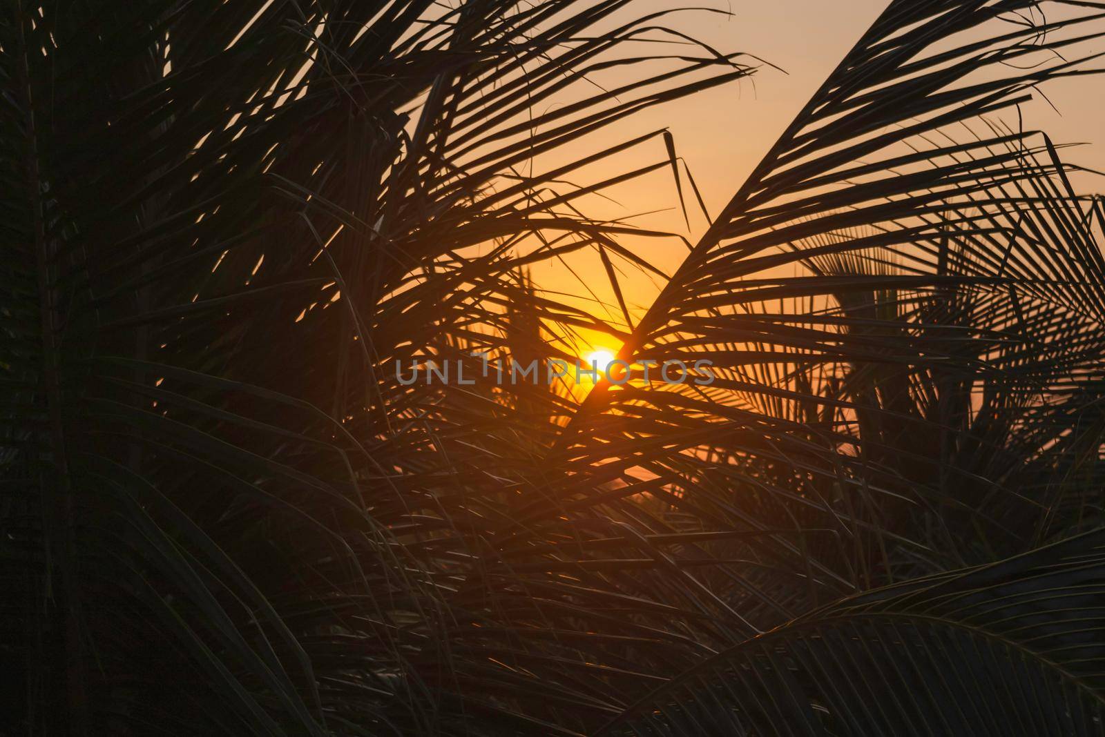 Sun shines on palm tree leaves. Tropical tree with fresh green foliage. Sunset peaceful background.