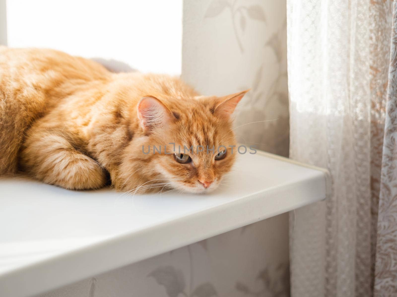 Cute ginger cat is lying on window sill. Fluffy pet has a nap on sunlight. Cozy home. Comfort and tranquility. by aksenovko
