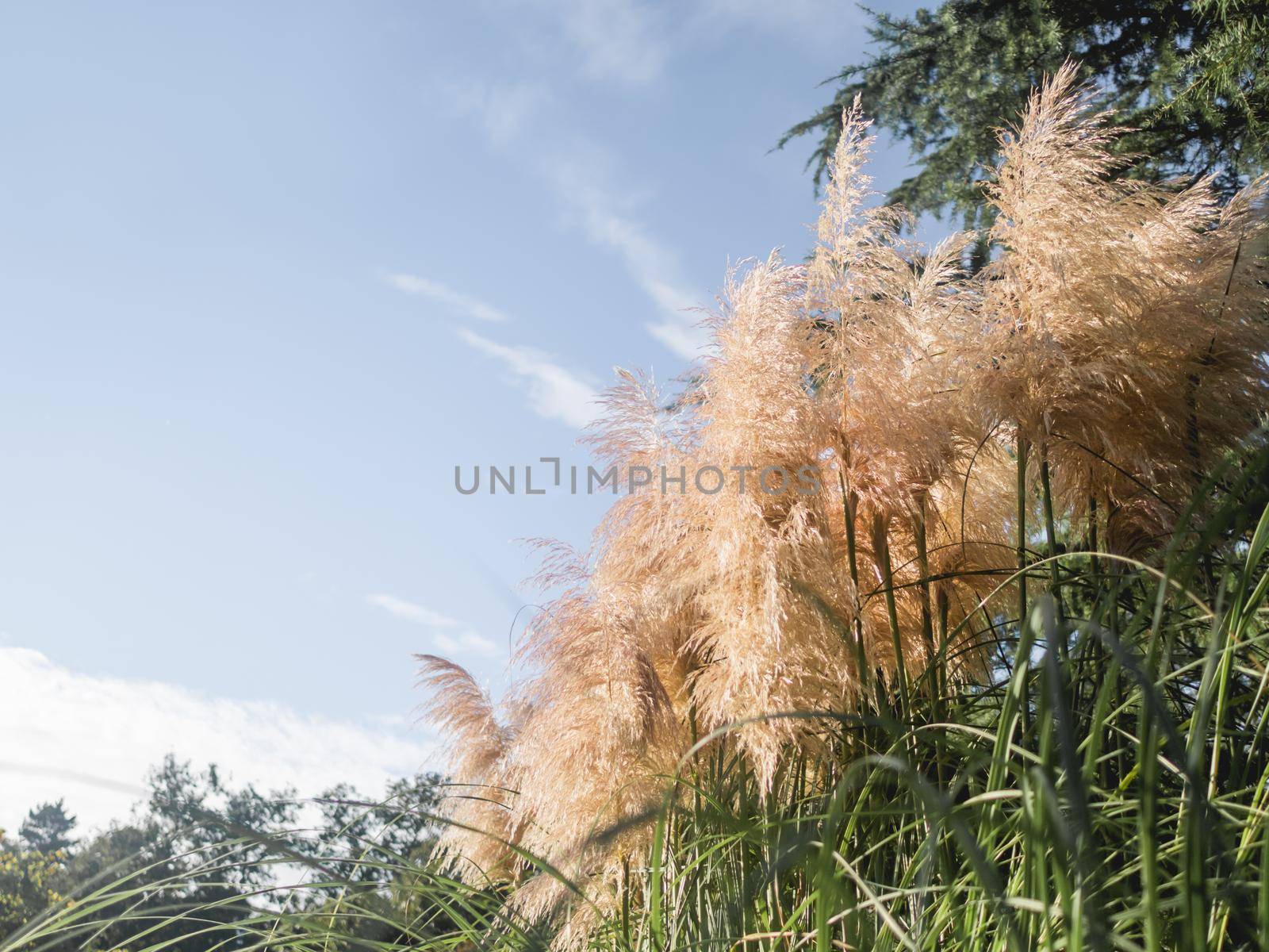 Pampas grass or Cortaderia selloana. Thick and fluffy plant on clear blue sky background.