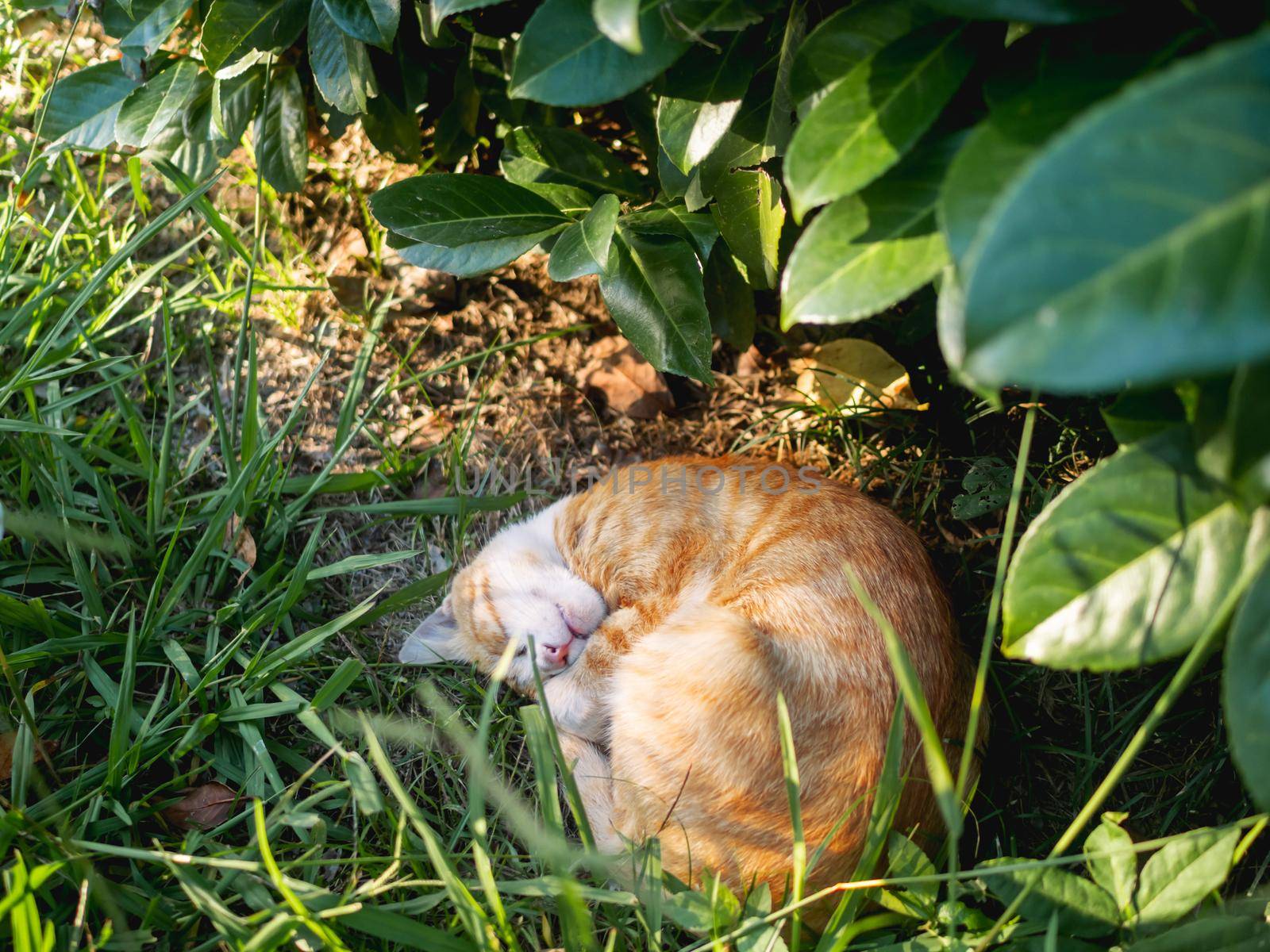 Stray tabby cat sleeps tight in sunlight under bush. Ginger cat has a nap in summer warm evening. Fluffy animal curled up into a ball.