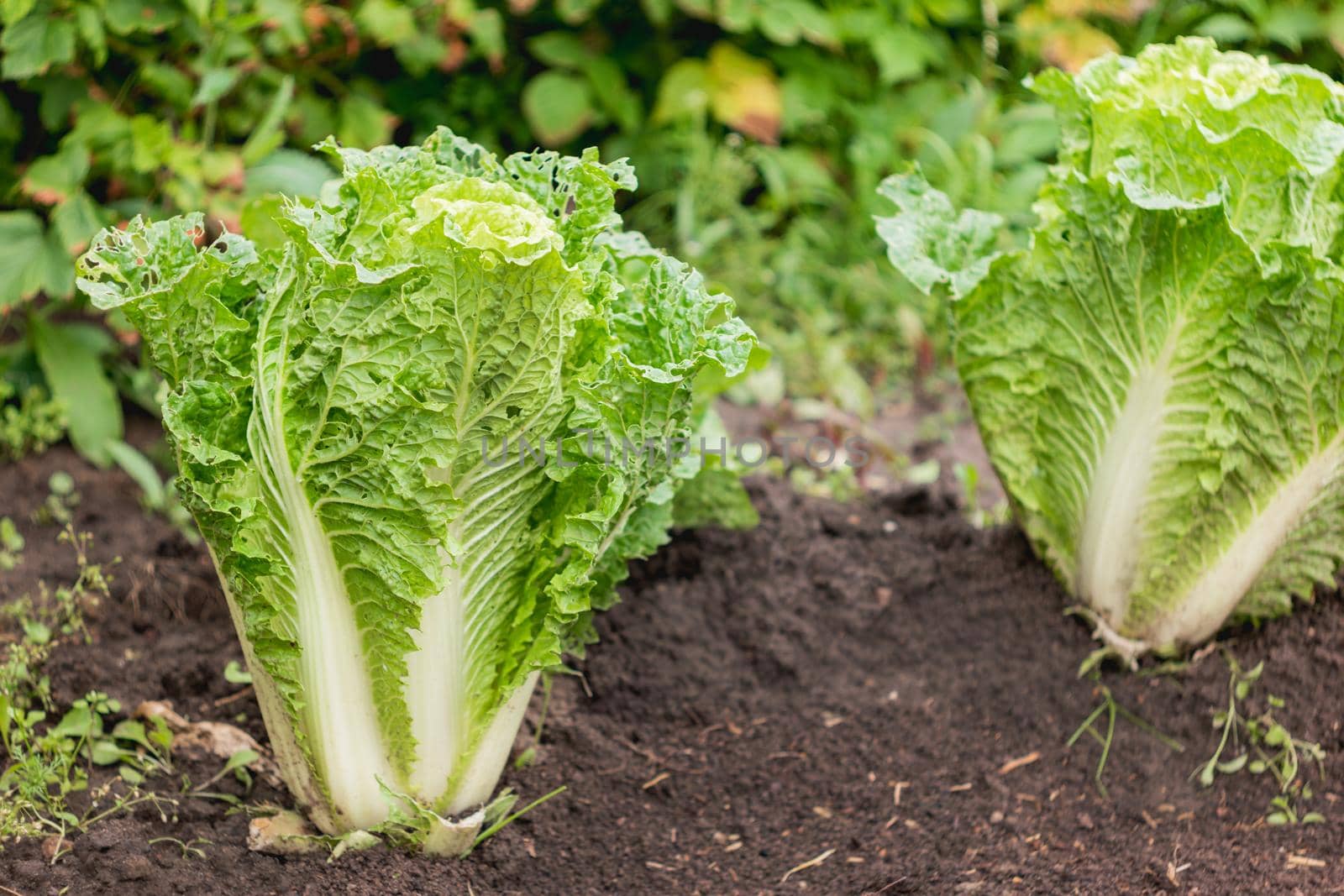 Salad in open ground. Green fresh leaves of edible plant. Gardening at spring and summer. Growing organic food.