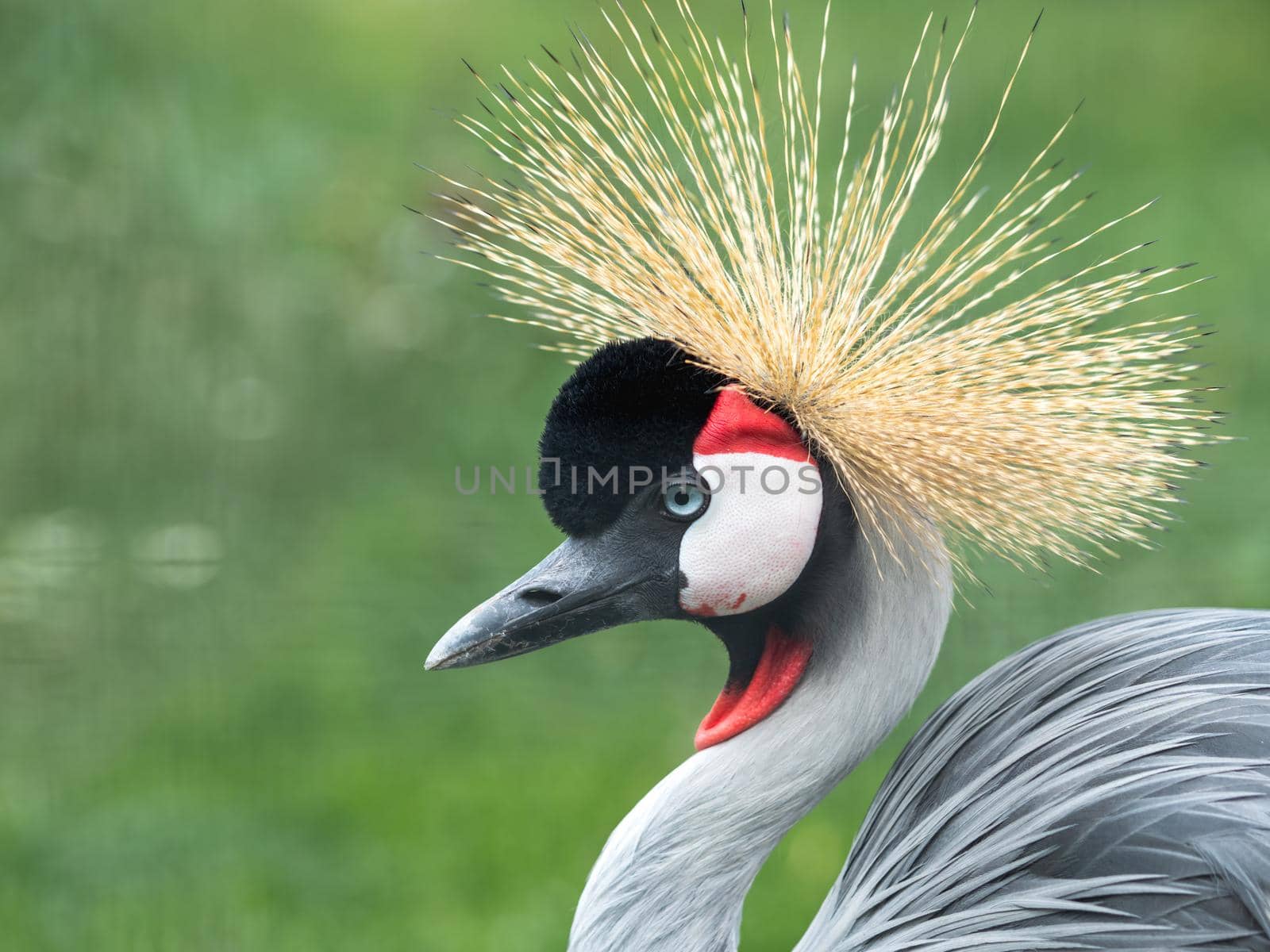 Close up portrait of grey crowned crane or Balearica pavonina on green grass blurred background. by aksenovko