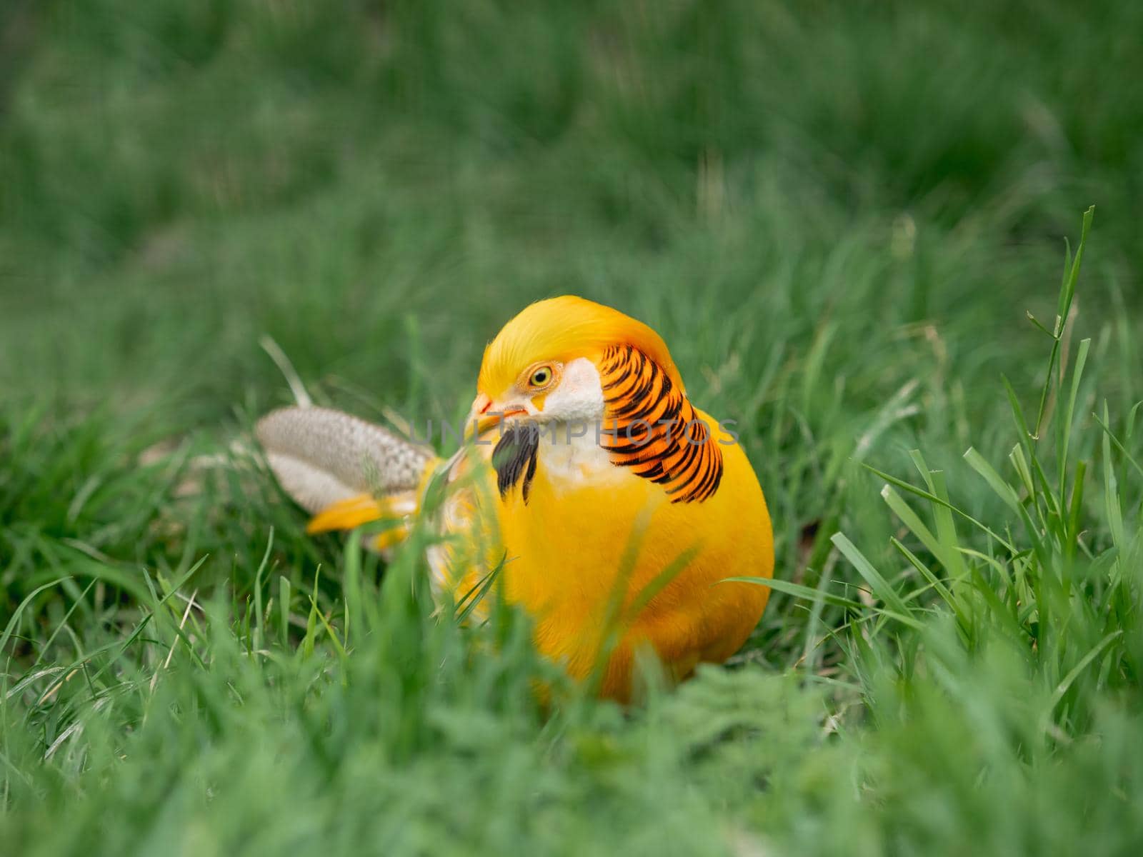 Golden pheasant or Chrysolophus pictus, also known as Chinese pheasant. Bright bird with yellow feathers in grass.