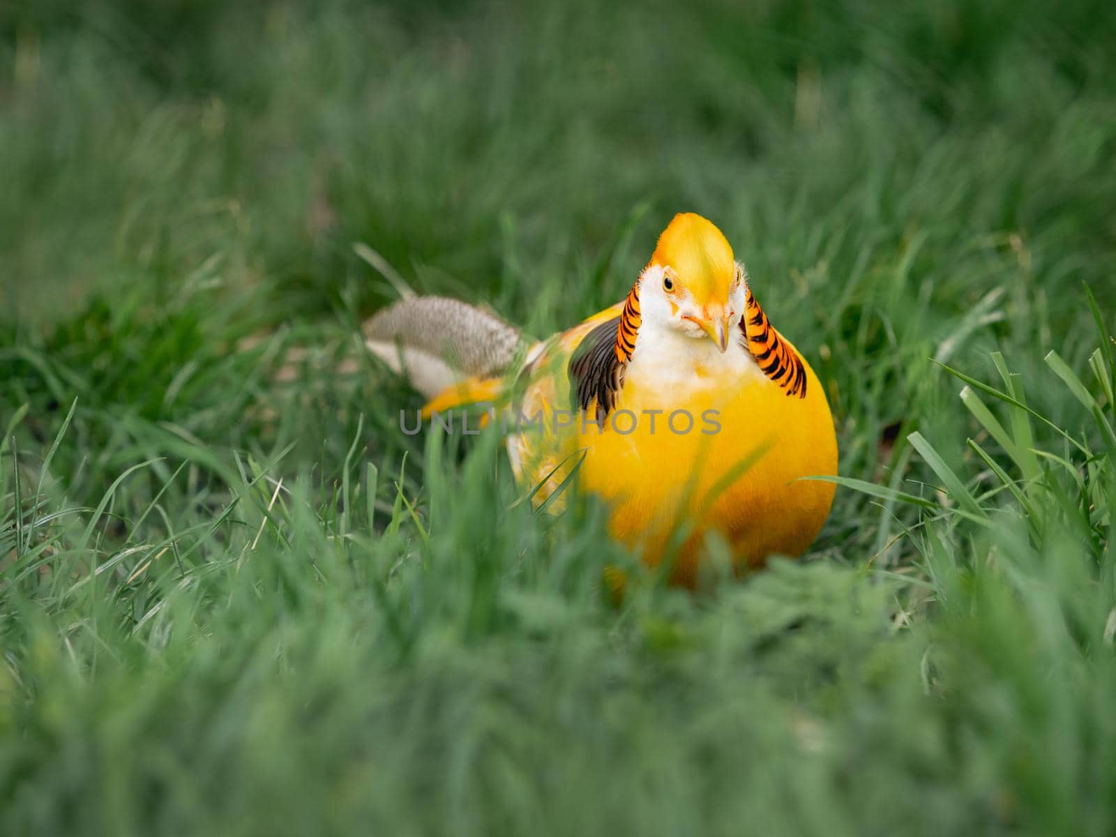 Golden pheasant or Chrysolophus pictus, also known as Chinese pheasant. Bright bird with yellow feathers in grass.