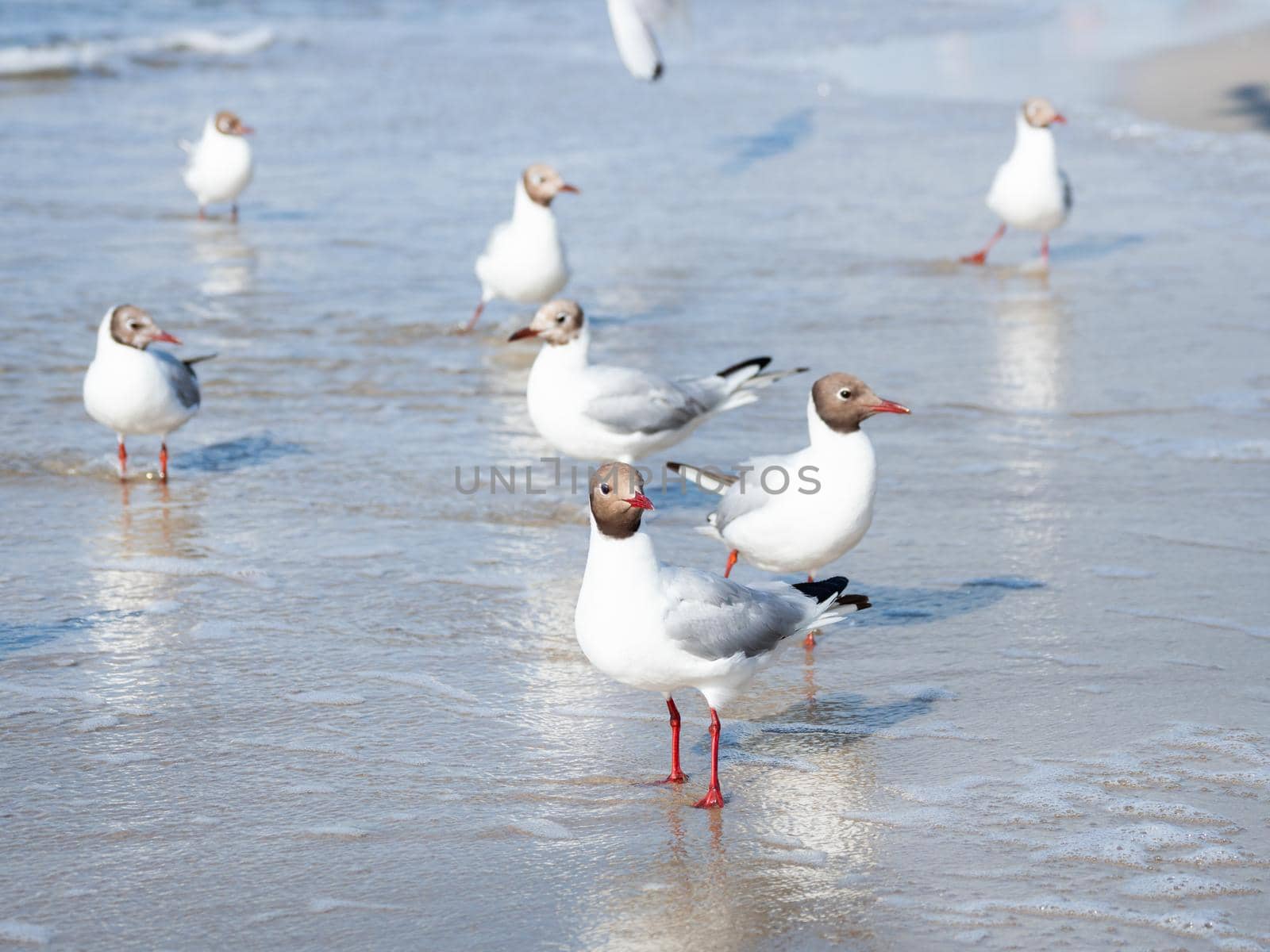 Black-headed gulls stand in sea surf. Water birds Chroicocephalus ridibundus on seaside at sunny day.