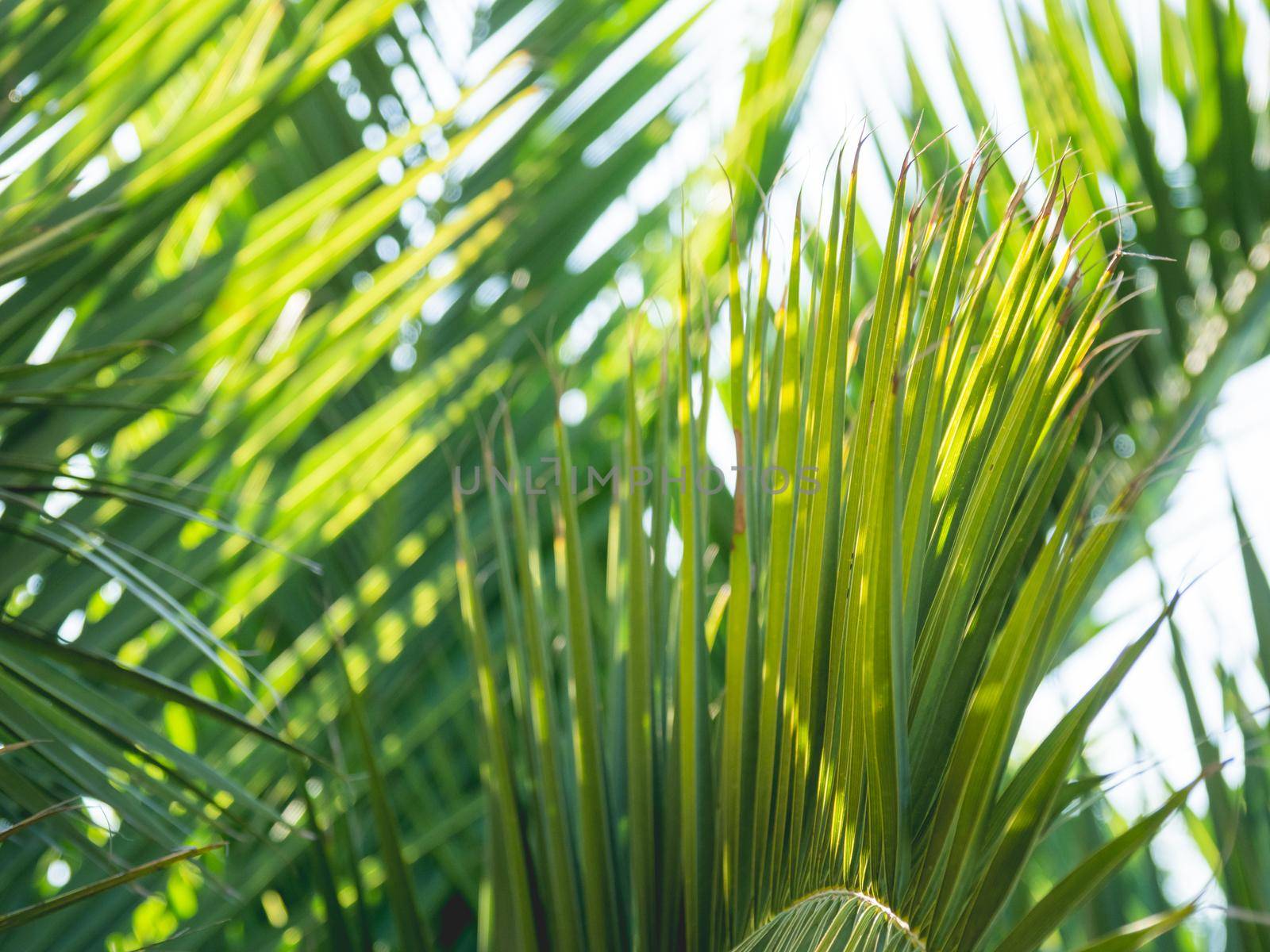 Sun shines on palm tree leaves. Tropical tree with fresh green foliage.
