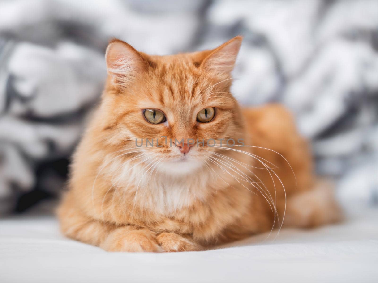 Curious ginger cat is lying in bed. Fluffy pet is relaxing on white linen. Funny domestic animal. by aksenovko