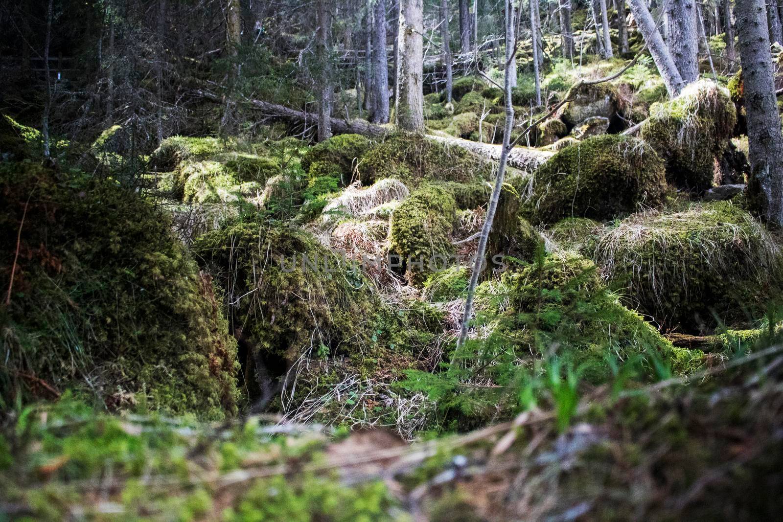 Wild forest view from below with rocks and trees