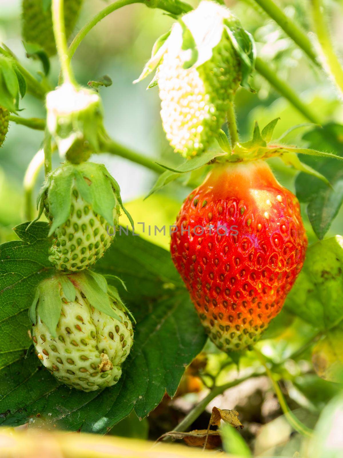 Red and green strawberries under leaves. Sunny day in garden with growing berries. Agriculture. by aksenovko