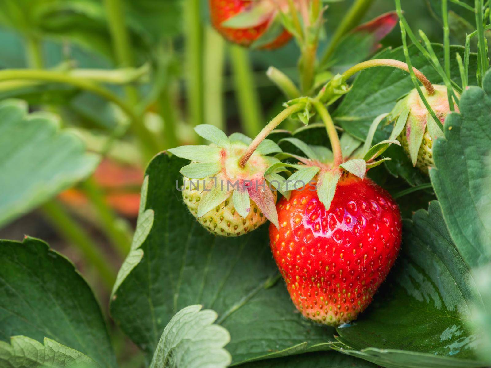 Red and green strawberries under leaves. Sunny day in garden with growing berries. Agriculture.