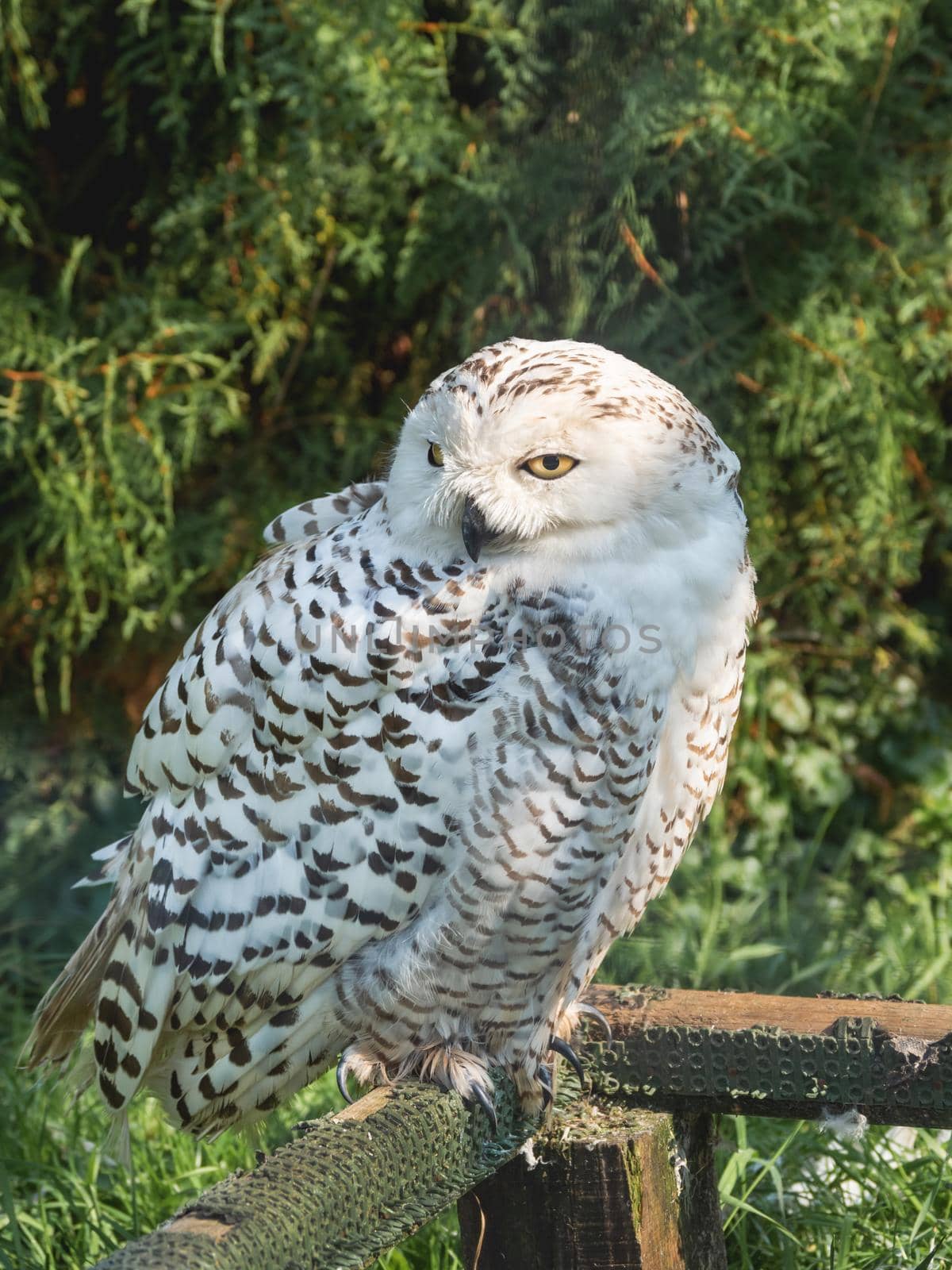Portrait of snowy owl. Night bird with monochrome feathers in daylight. Nyctea Scandiaca.