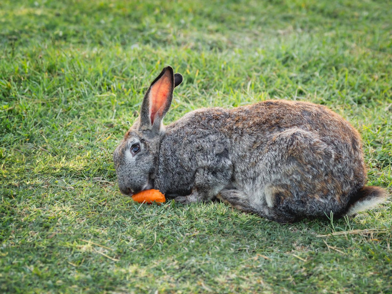Cute bunny is chewing carrot on lawn. Fluffy rabbit with colorful vegetable on green grass is staring in camera. Farm animal is grazing on field outdoors.