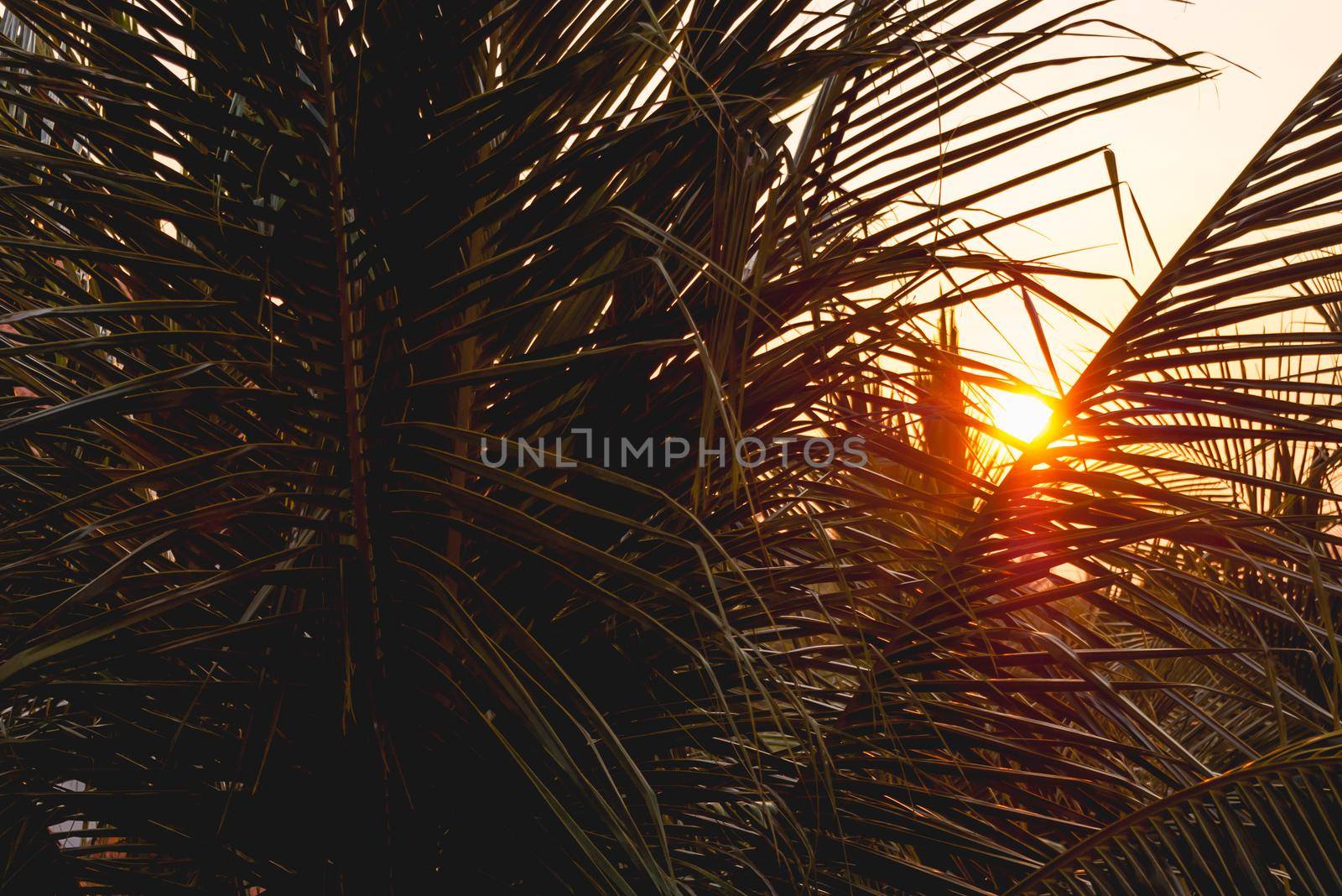 Sun shines on palm tree leaves. Tropical tree with fresh green foliage. Sunset peaceful background. by aksenovko
