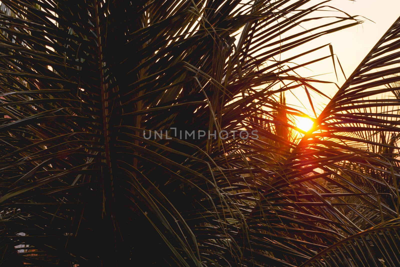 Sun shines on palm tree leaves. Tropical tree with fresh green foliage. Sunset peaceful background.