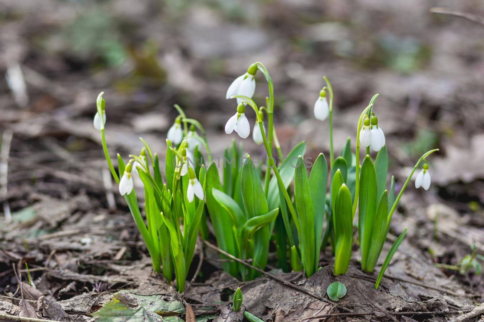 Snowdrops makes its way through snow and fallen leaves. First spring flowers in bloom - Galanthus.