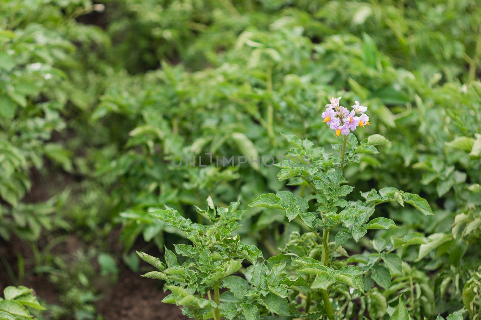 Potato in open ground. Green fresh leaves of edible plant. Gardening at spring and summer. Growing organic food.