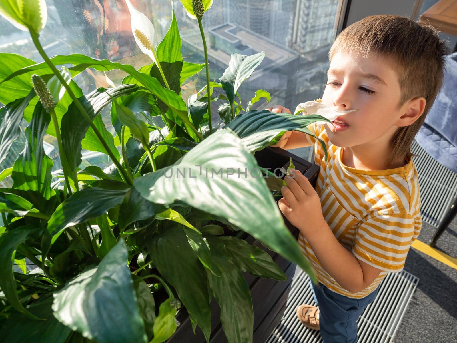 Curious boy sniffs flowers of Zantedeschia or Calla or arum lily. Potted plant with thick green foliage used as natural decoration in halls of public buildings.