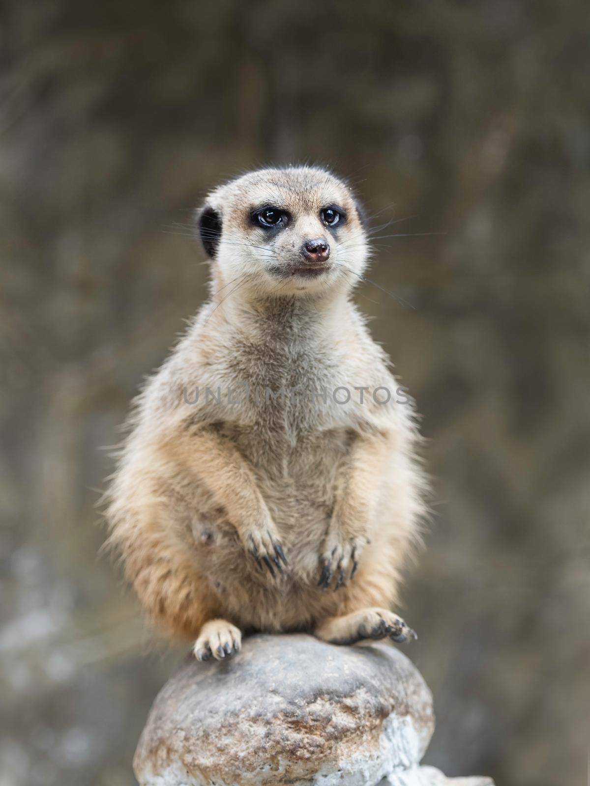 Mindful meerkat or Suricata suricatta is sitting on rock. Thoughtful suricate. by aksenovko