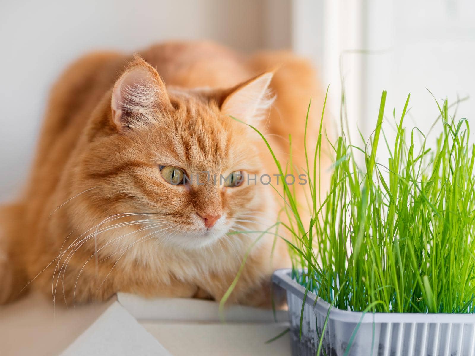 Curious ginger cat sniffs grass planted for it. Fluffy pet stares curiously on green seedlings. Reuse of plastic boxes for food. Zero waste.