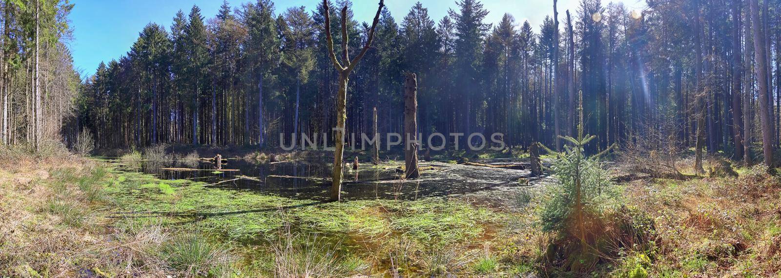 A clearing in a coniferous forest with a body of water in the swamp