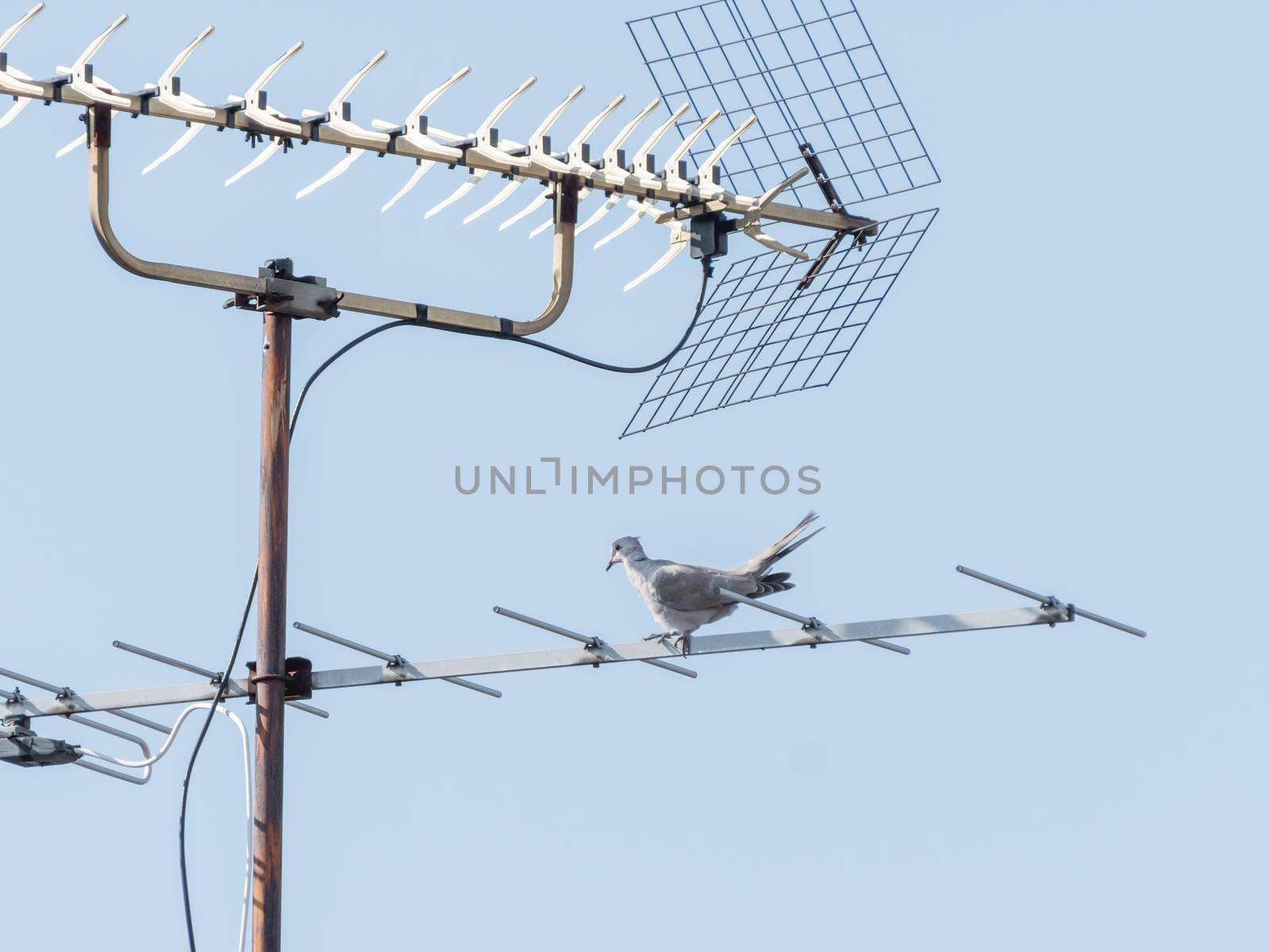 Pigeon perched on metal TV antenna. Bird on radio aerial on clear blue sky background.