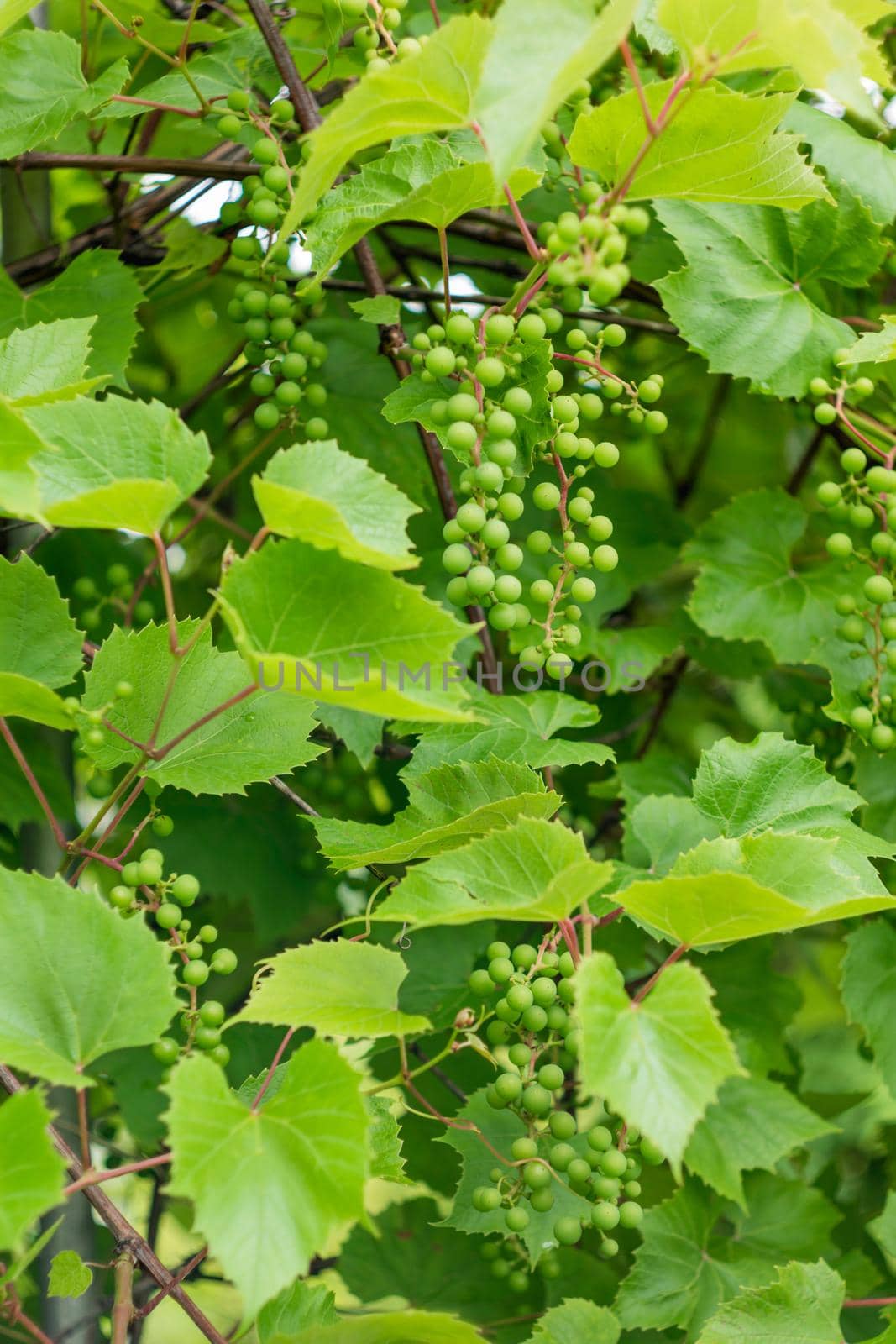 Vine of grapes in open ground. Green fresh leaves and green berries of edible plant. Gardening at spring and summer. Growing organic food. by aksenovko