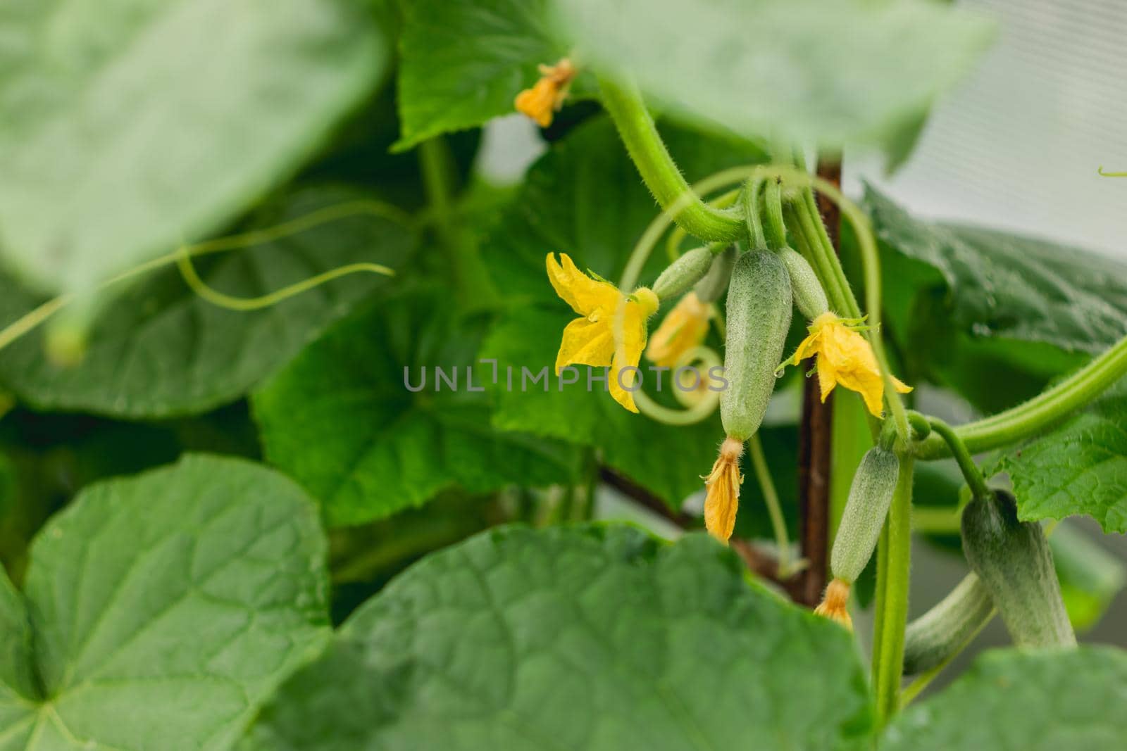 Green little cucumbers on shrub. Gardening as anti stress hobby. Agriculture. Growing organic vegetables in greenhouses and open air. by aksenovko