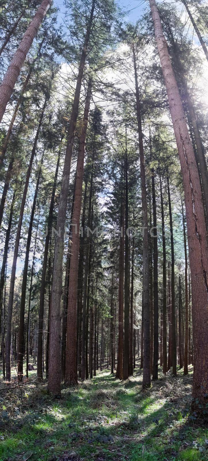 A clearing in a coniferous forest with a body of water in the swamp