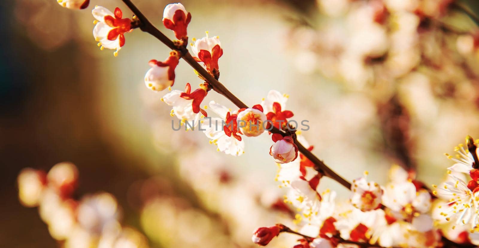 Blooming tree in the garden. Selective focus nature.