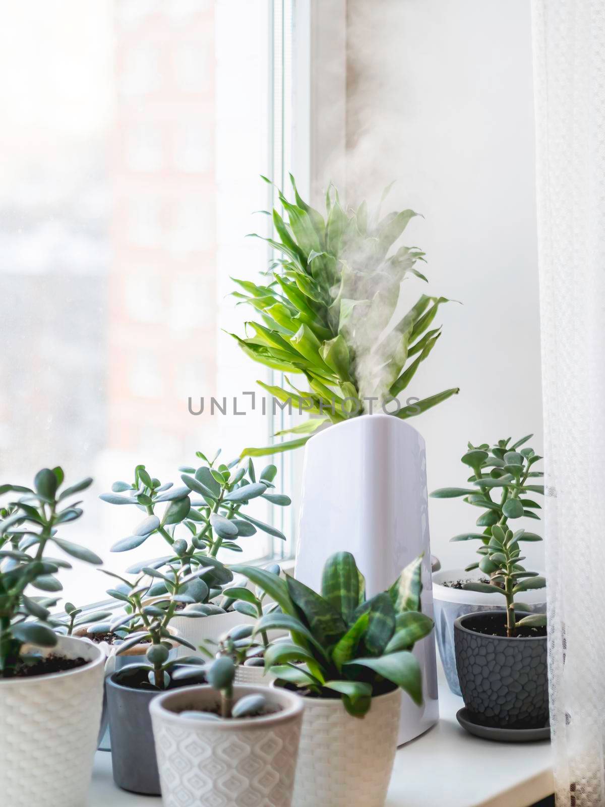 Ultrasonic humidifier among houseplants. Flower pots with succulent plants on windowsill. Water steam moisturizes dry air at home. Electric device for comfort atmosphere in living room.