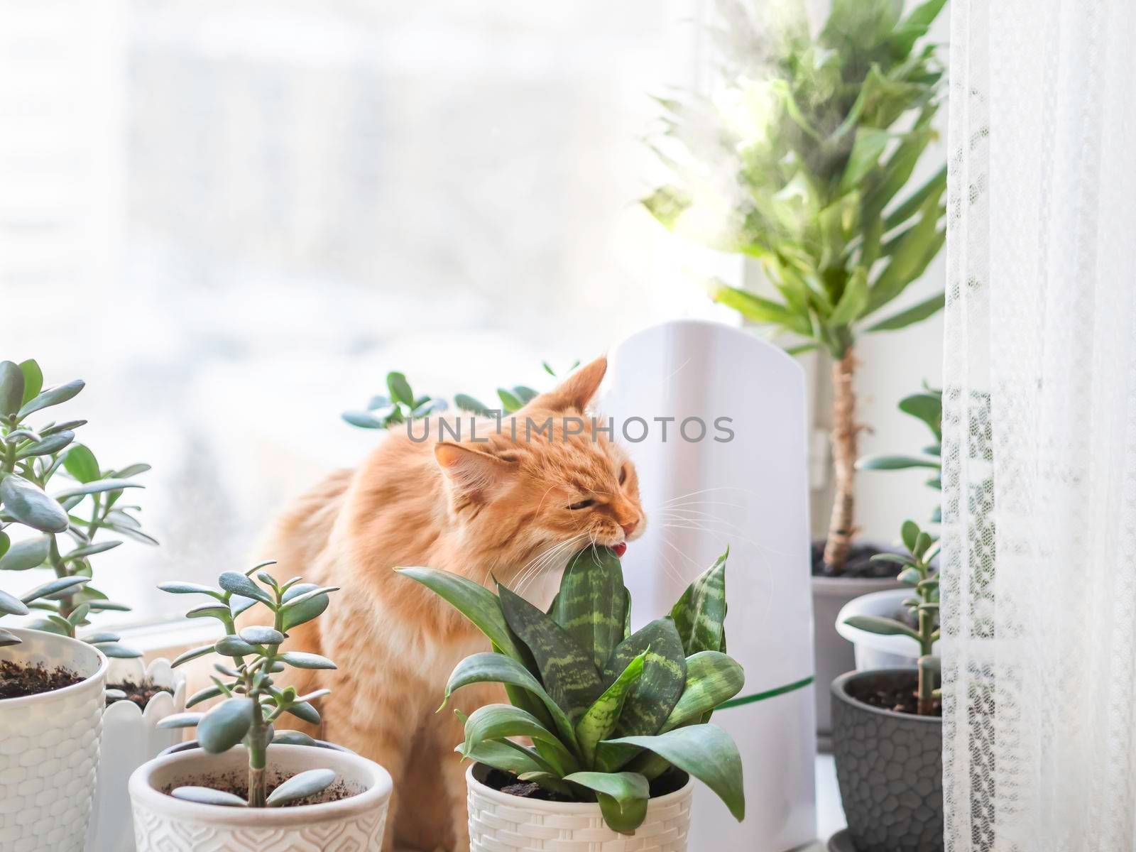 Ultrasonic humidifier among houseplants. Ginger cat bites succulent plant leaf on windowsill. Water steam moisturizes dry air at home. Electric device for comfort atmosphere. by aksenovko