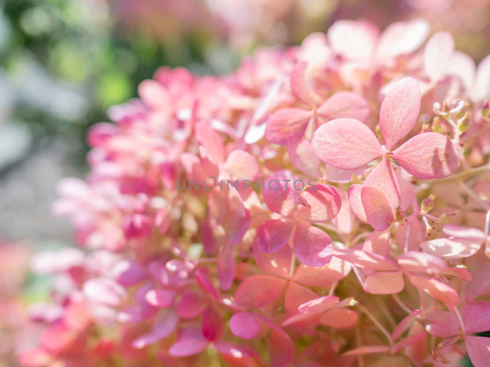 Natural background with pink hydrangea. Bush with flowers in bloom. Summer sunlight. by aksenovko