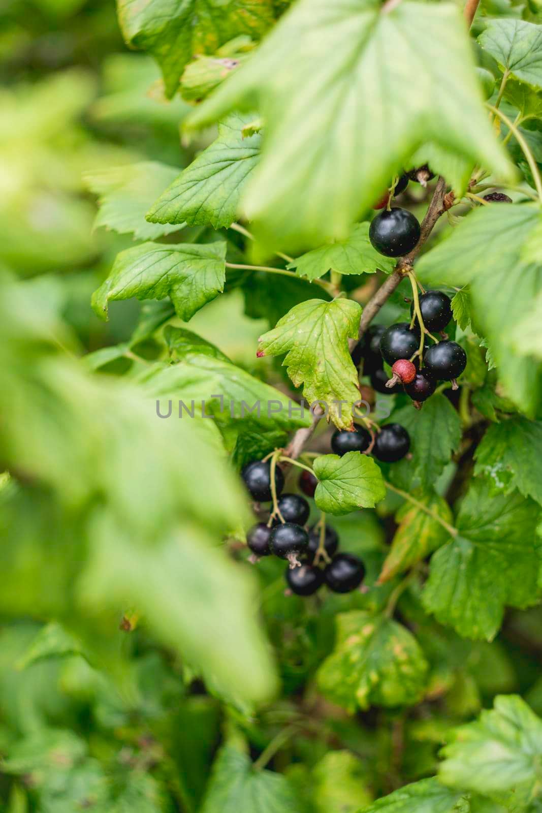 Bush of black currant in open ground. Green fresh leaves and black berries of edible plant. Gardening at spring and summer. Growing organic food.