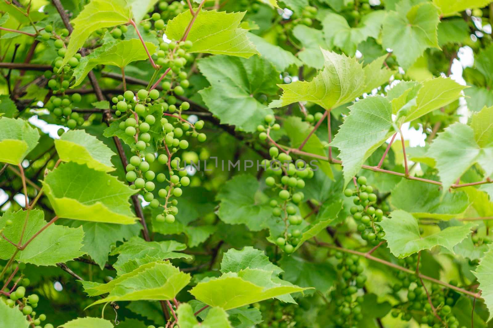 Vine of grapes in open ground. Green fresh leaves and green berries of edible plant. Gardening at spring and summer. Growing organic food. by aksenovko