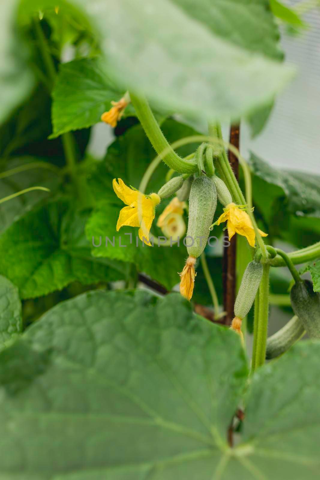 Green cucumbers on shrub. Gardening. Agriculture. Growing vegetables in greenhouses and open air. by aksenovko