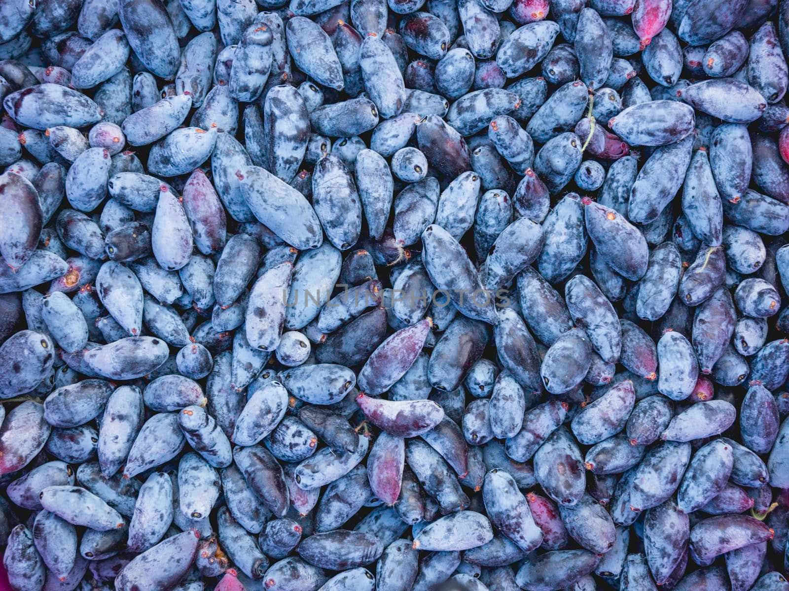 Top view on Honeysuckles berries or Lonicera. Full frame of dark blue berries at summer harvest. by aksenovko