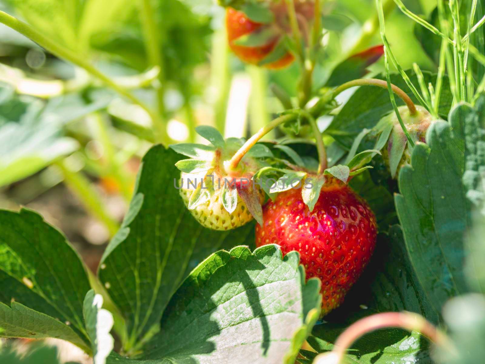 Red and green strawberries under leaves. Sunny day in garden with growing berries. Agriculture.