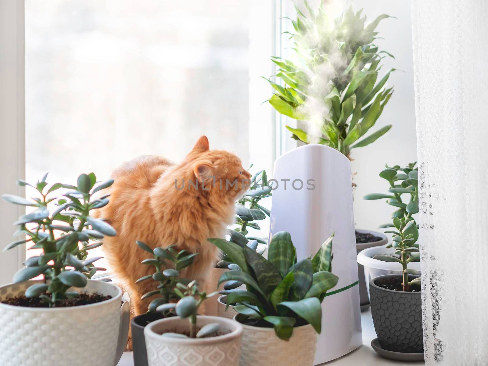 Ultrasonic humidifier among houseplants. Ginger cat among flower pots with succulent plants on windowsill. Water steam moisturizes dry air at home. Electric device for comfort atmosphere.