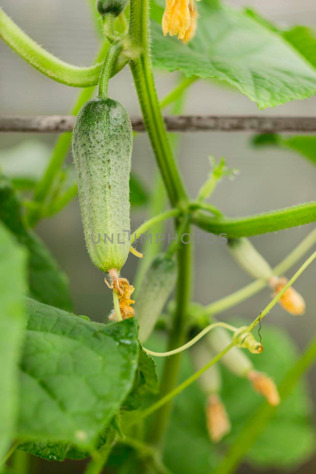 Green cucumbers on shrub. Gardening. Agriculture. Growing vegetables in greenhouses and open air.