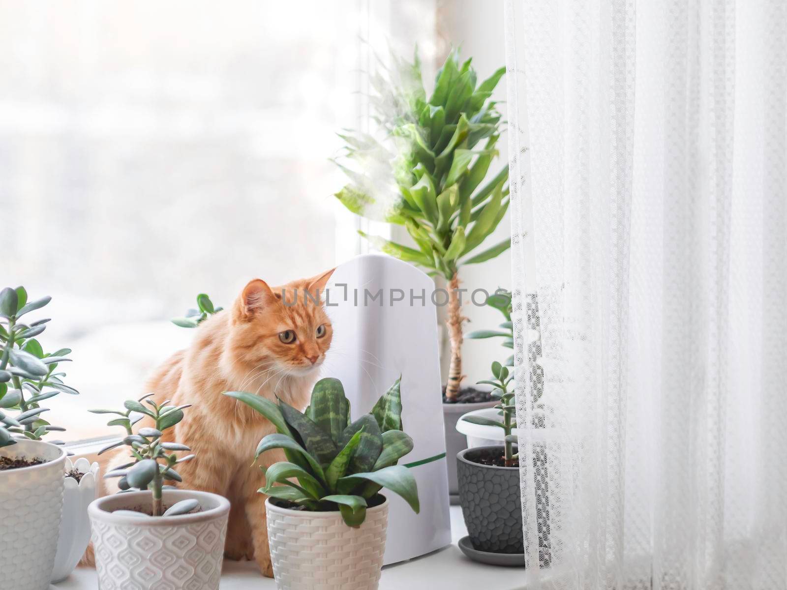 Ultrasonic humidifier among houseplants. Ginger cat among flower pots with succulent plants on windowsill. Water steam moisturizes dry air at home. Electric device for comfort atmosphere. by aksenovko