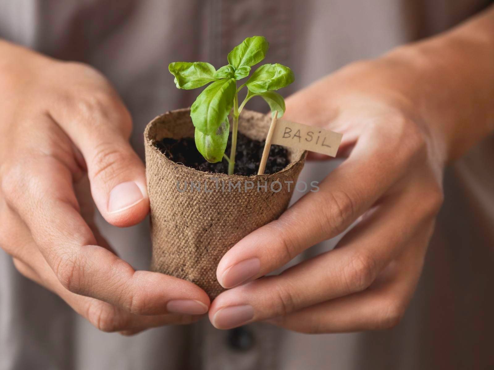 Woman holds basil seedlings in peat pots. Spring sale in mall and flower shops. Season of growing seedlings and planting plants in ground. Botanical hobby. by aksenovko