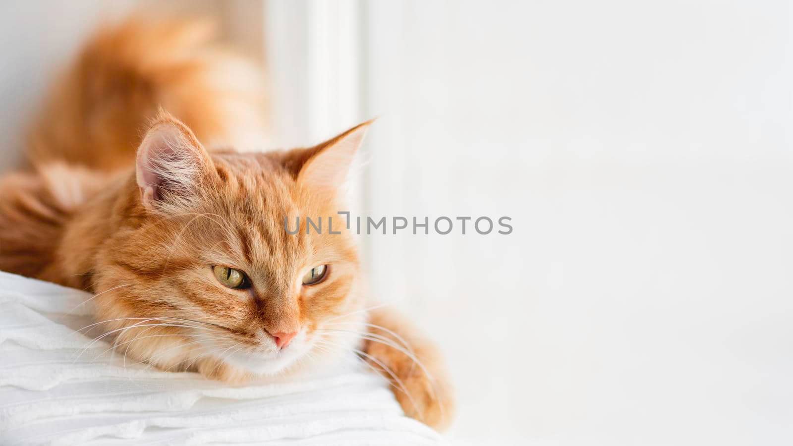 Curious ginger cat relaxes on window sill. Fluffy pet has a nap in comfort. Horizontal banner with copy space. by aksenovko